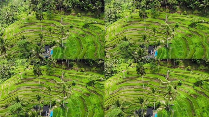 印度尼西亚巴厘岛上的Tegallalang，郁郁葱葱的梯田。空中摄影和倾斜拍摄展示了他们独特的美丽。