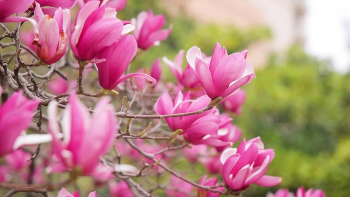 粉红色的木兰在春天