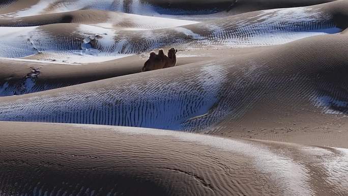 骆驼  沙漠里奔跑的骆驼
