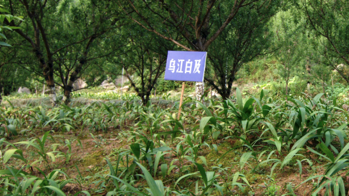 中药材乌江白及种植基地贵州草药农业种植