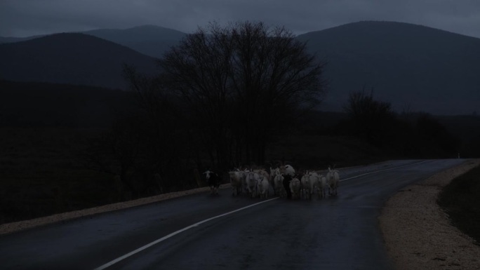 山羊在路上。