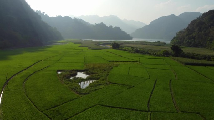 稻田，与周围崎岖的雾山形成鲜明对比