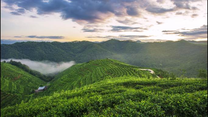 清晨茶山茶园日出云雾缭绕