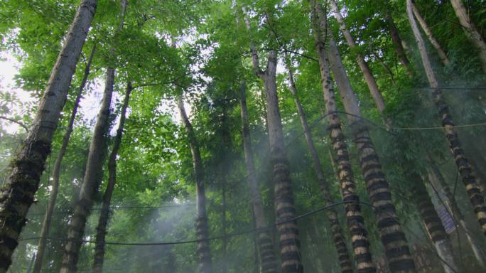 中药材铁皮石斛种植基地