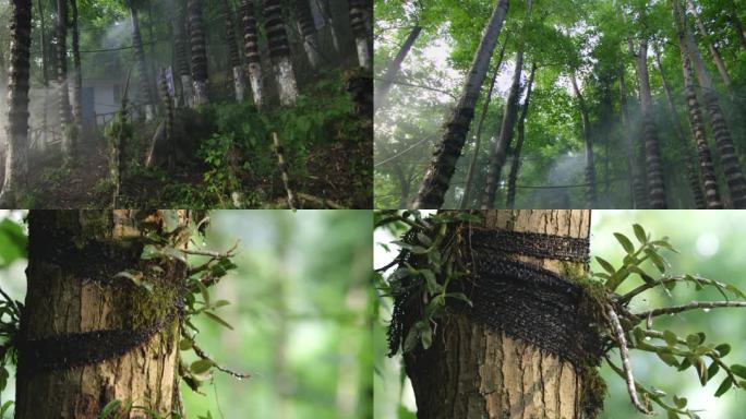 中药材铁皮石斛种植基地