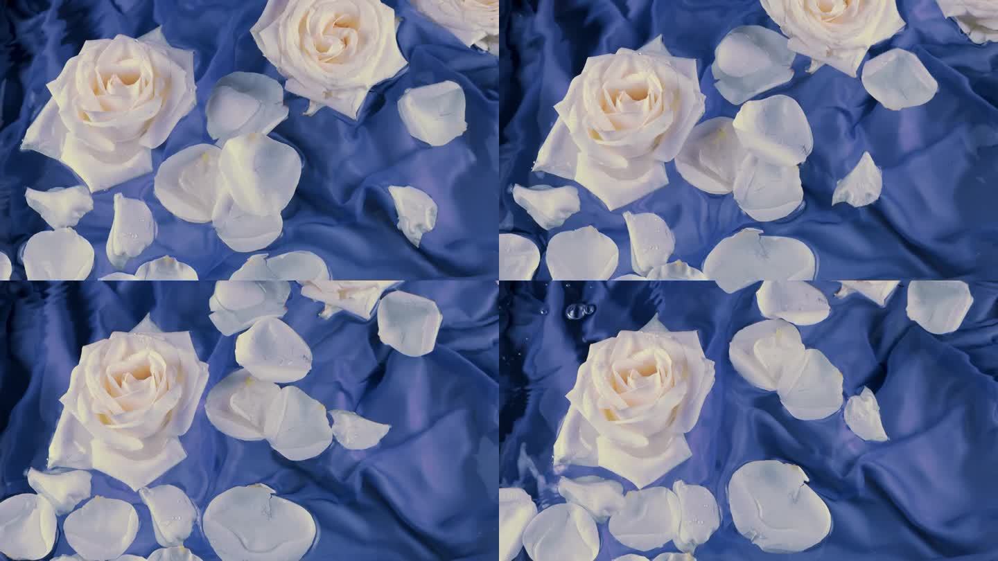 在深蓝色的丝绸背景上，白玫瑰的花朵和花瓣漂浮在水面上，在水面上荡漾。