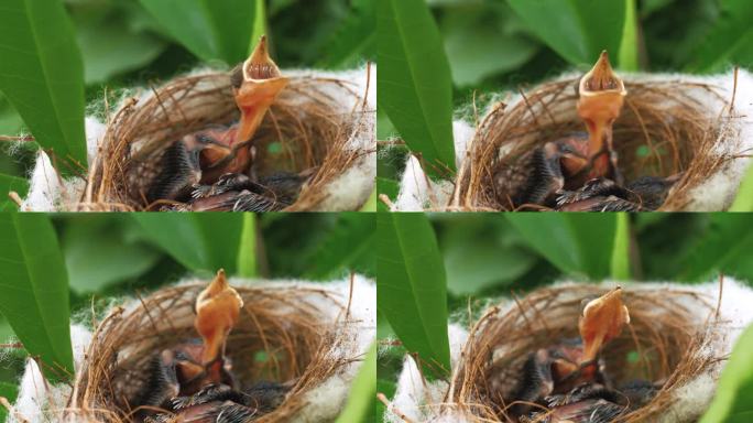 近距离观察巢中饥饿的小鸟