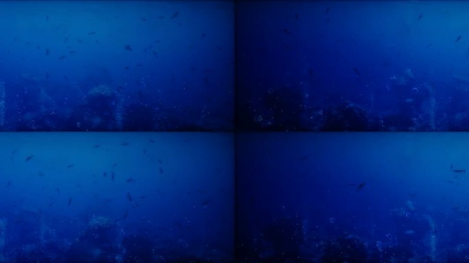 循环深蓝色鱼群游荡氛围海底世界