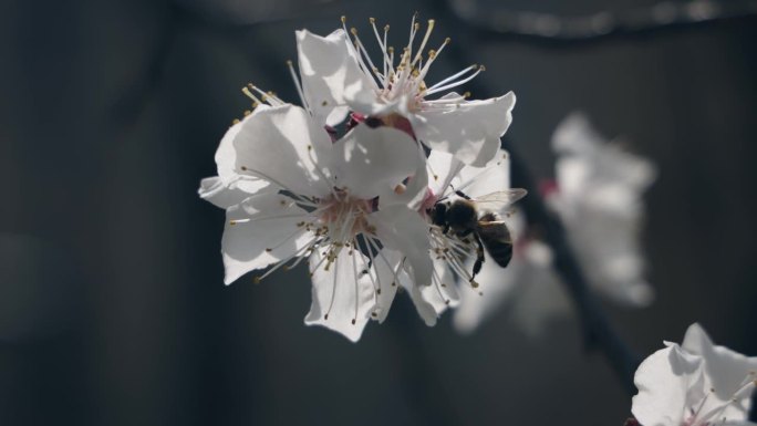 蜜蜂在春天的花朵上收集花粉和花蜜