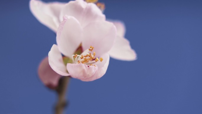 春天桃花花开 花开特写 花开延时 花蕊