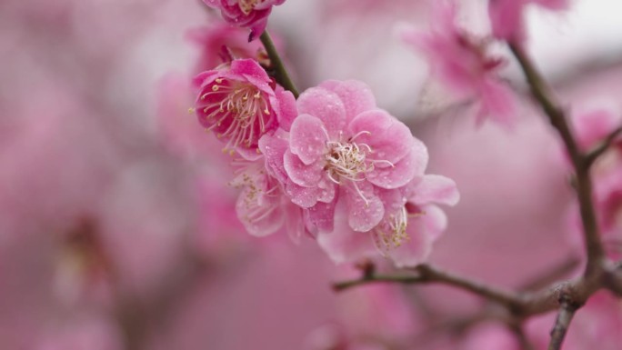 春天的梅花特写桃花开花粉色的花朵春意盎然