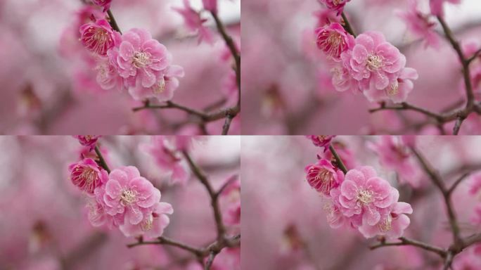 春天的梅花特写桃花开花粉色的花朵春意盎然