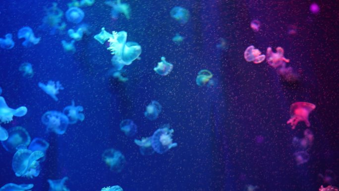 海洋馆水族馆观赏鱼海洋鱼热带鱼海月水母