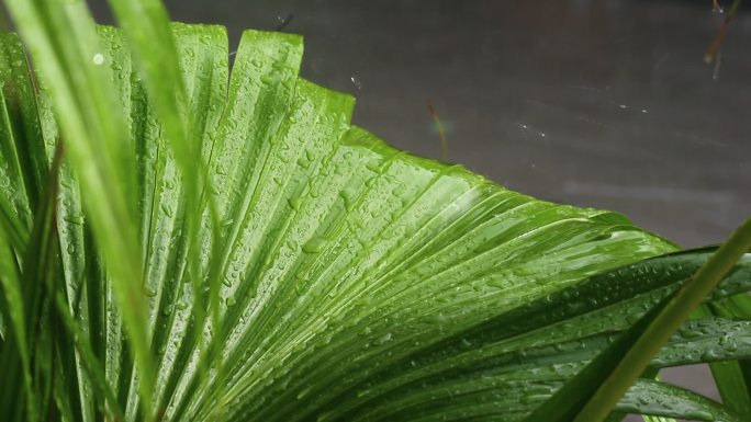 下雨天雨打芭蕉特写