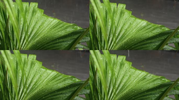 下雨天雨打芭蕉特写