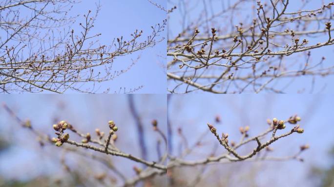 4K 樱花 发芽 枝头 待放