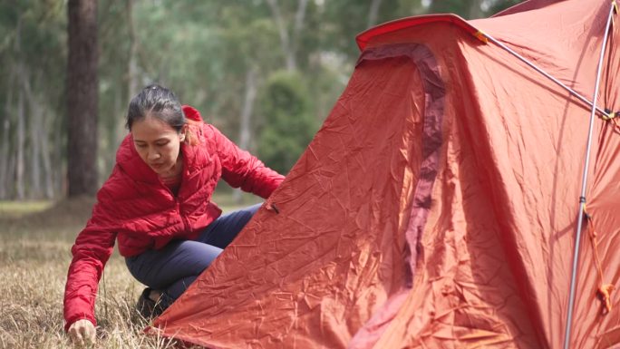 年轻女徒步旅行者在松林的露营区搭起帐篷