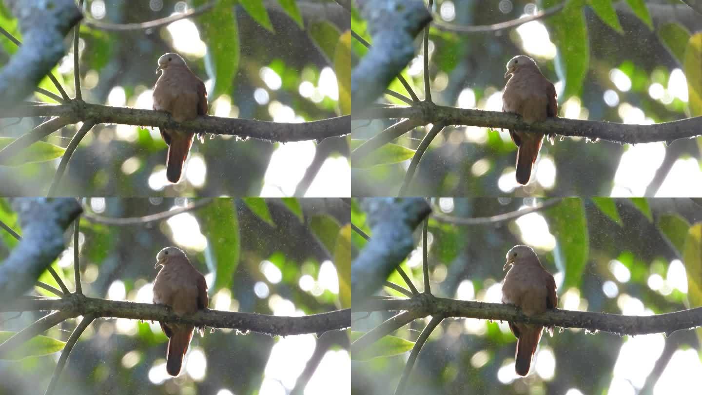 一只平胸地鸽栖息在一根多刺的小树枝上整理羽毛，周围是飞扬的灰尘和花粉。