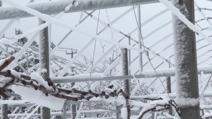 下雪的果园 大棚 葡萄架 葡萄树干积雪