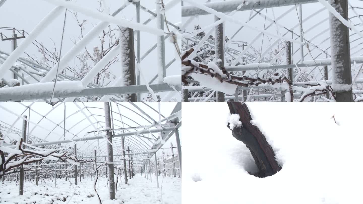 下雪的果园 大棚 葡萄架 葡萄树干积雪
