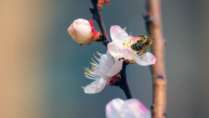 春天，蜜蜂在一朵粉红色的花上采集花蜜