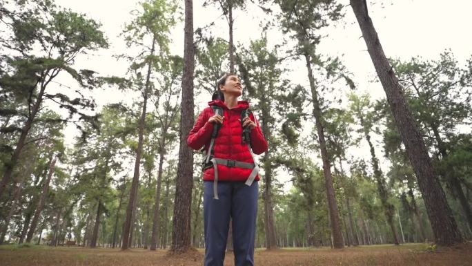 女徒步旅行者在松树林中徒步旅行