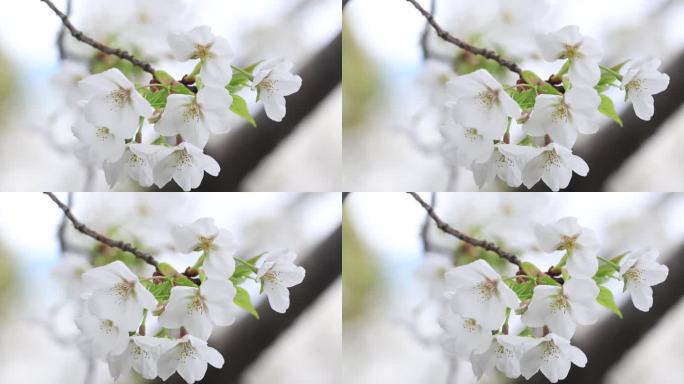 春天唯美樱花特写 洁白的染井吉野