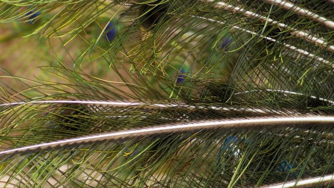 孔雀羽毛的近照，有绿色和棕色的图案。