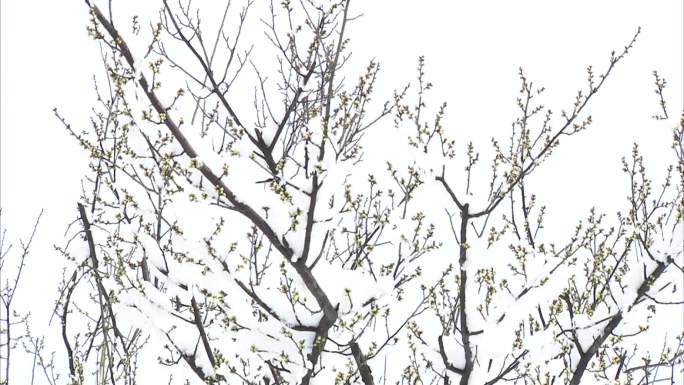 冬季梅园 雪景 白雪 腊梅树 黄色的花苞