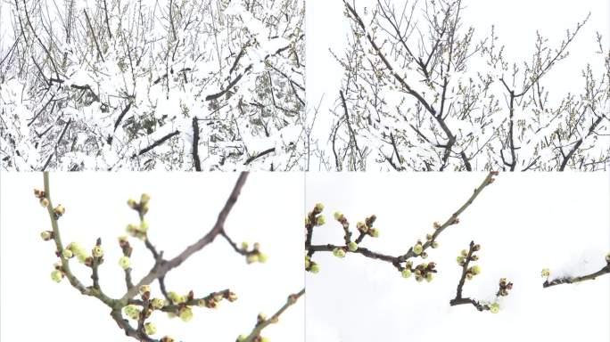 冬季梅园 雪景 白雪 腊梅树 黄色的花苞