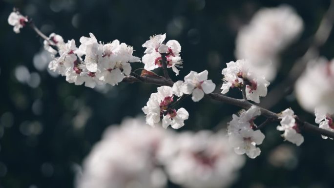 春天樱花的特写清新、自然美、春天、