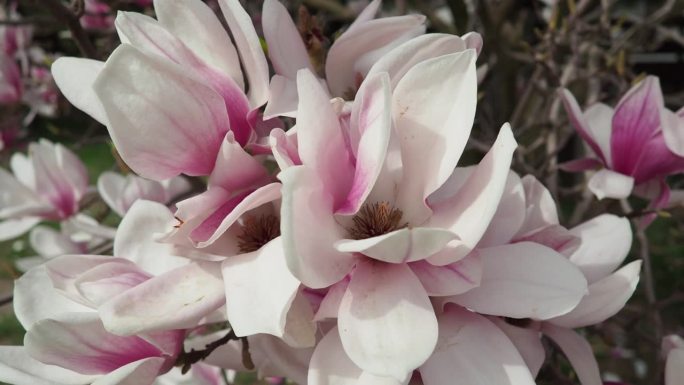 白玉兰是白玉兰科白玉兰亚科开花植物的一个大属。美丽的白玉兰花和花蕾盛开。花园里的白玉兰