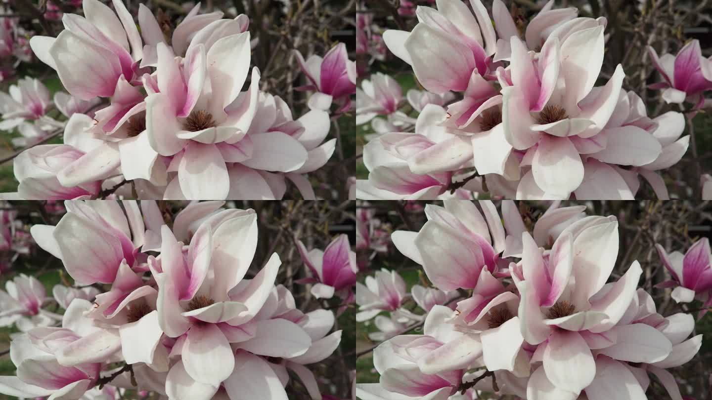 白玉兰是白玉兰科白玉兰亚科开花植物的一个大属。美丽的白玉兰花和花蕾盛开。花园里的白玉兰