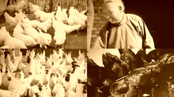 70年代农村养殖养鸡影像