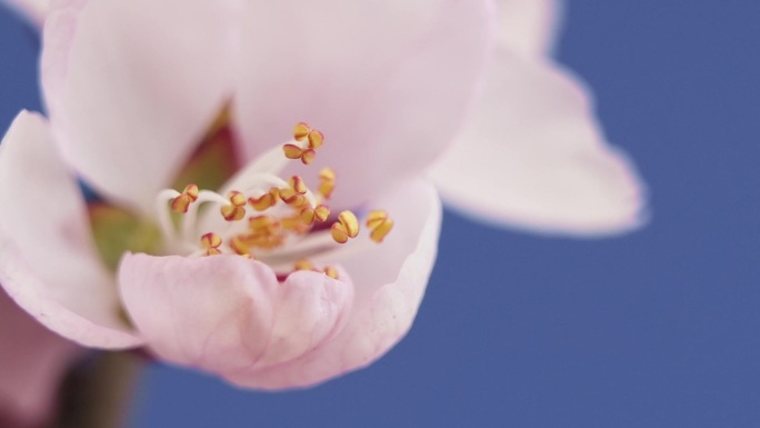 春天桃花花开 花开特写 花开延时 花蕊