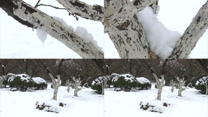 合肥植物园 梅园雪景 雪中腊梅 梅花树干