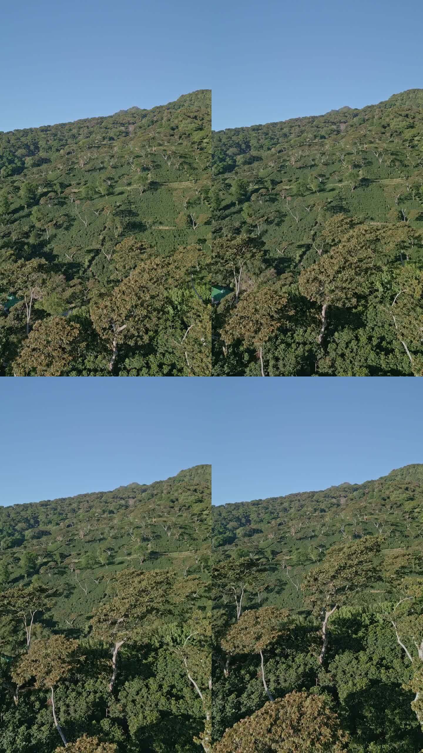 巴拿马博克特山脉的咖啡田-库存视频