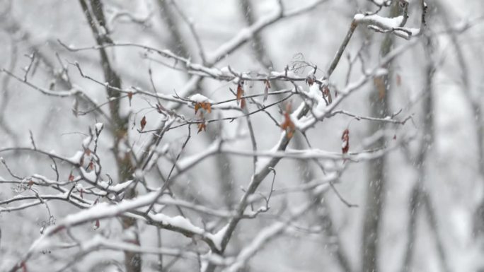 降雪背景下的树枝。片片雪花飘落在冬日的风景中。