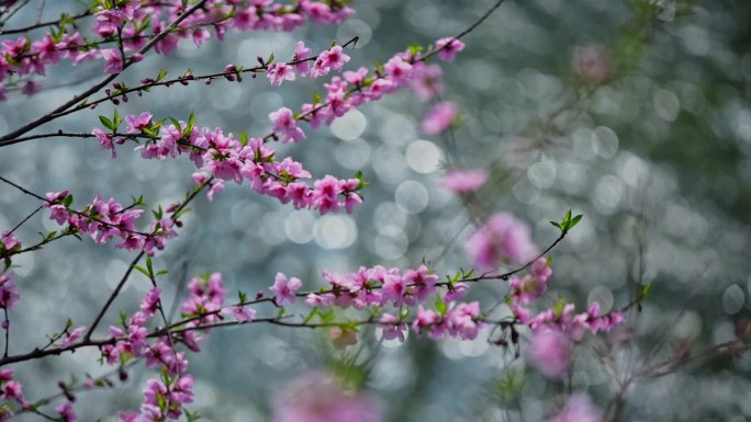 清明桃花梨花油菜花春天生机勃勃