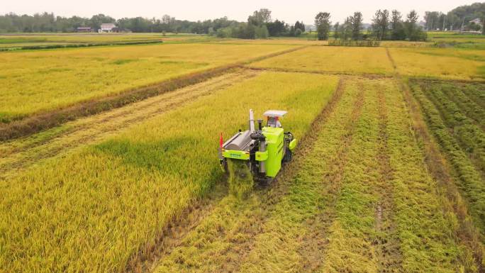 4k航拍湖南水稻收获 现代机械化作业