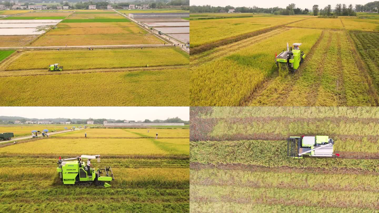 4k航拍湖南水稻收获 现代机械化作业