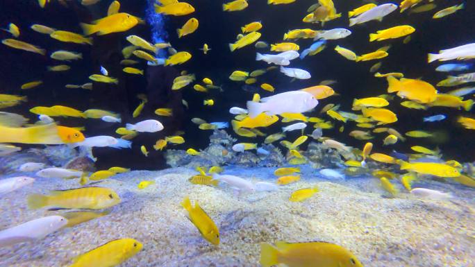 海洋水族馆热带鱼慈鲷非洲马拉维湖非洲王子