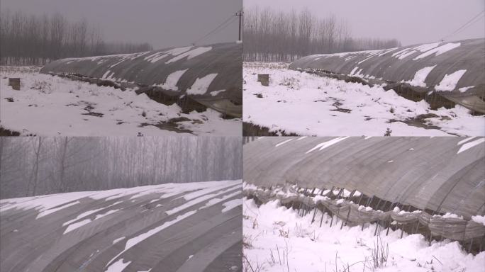 雪天农村 蔬菜种植园 大棚积雪 田野