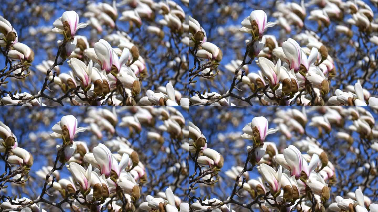 春天蓝天背景下盛开的白色玉兰花