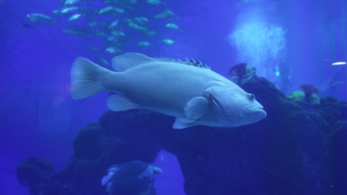 海洋馆水族馆海洋鱼热带鱼石斑鱼