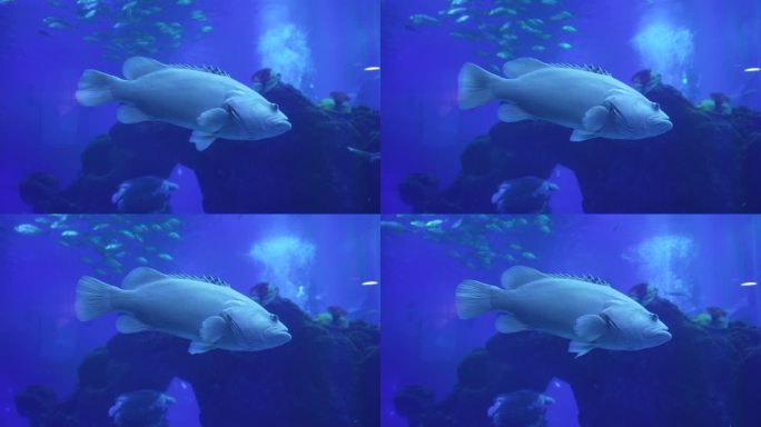 海洋馆水族馆海洋鱼热带鱼石斑鱼