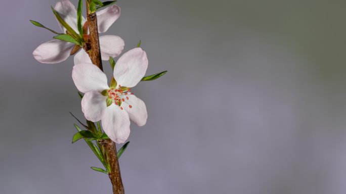 桃花盛开 春分 节气