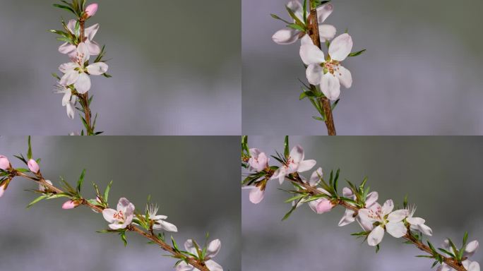 桃花盛开 春分 节气