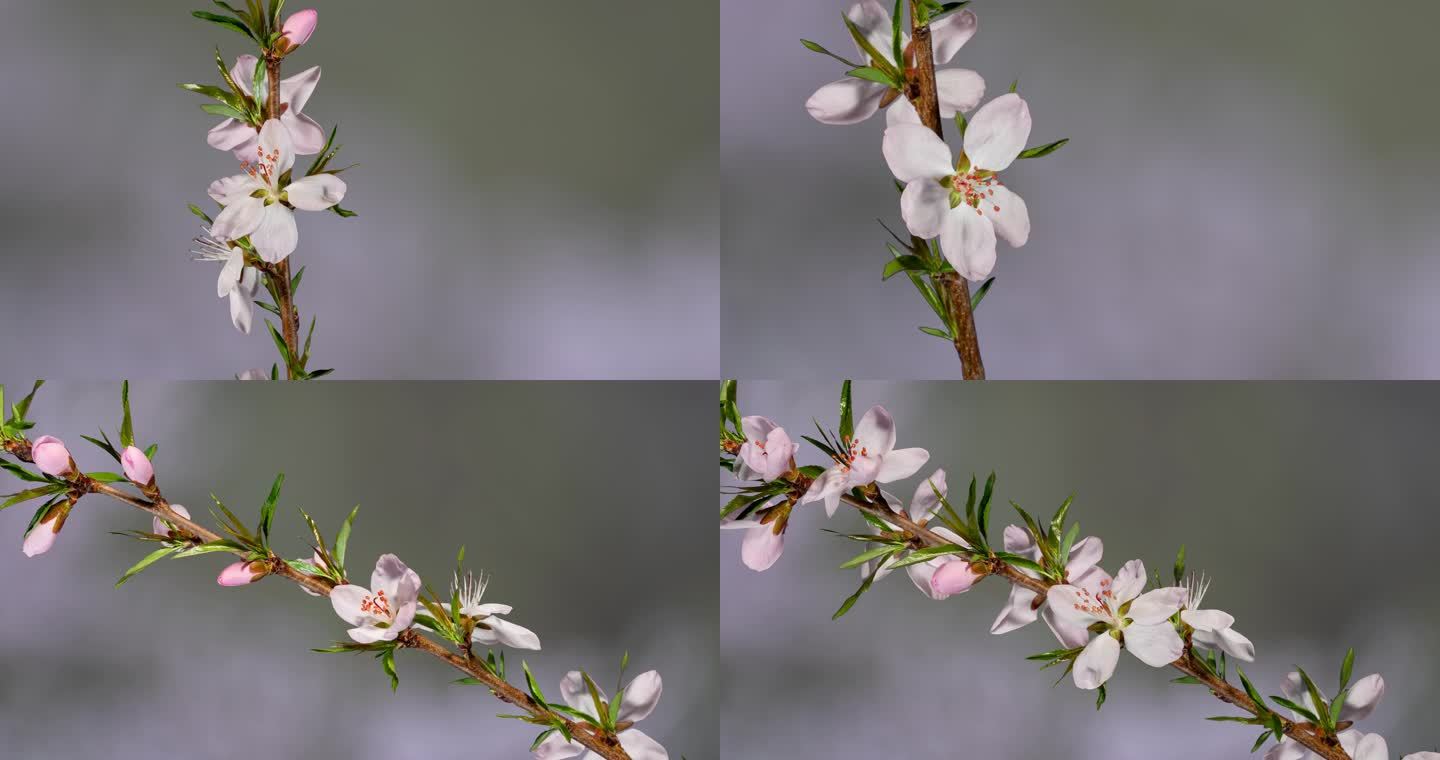 桃花盛开 春分 节气