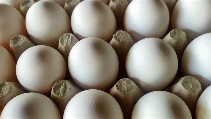 白色的鸡蛋——摄像机幻灯片。新鲜的鸡肉生鸡蛋成排。近距离